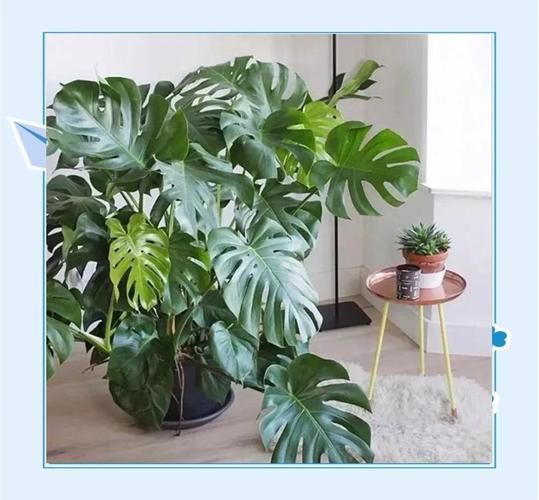 双鱼座幸运植物有哪些_如何养护才能提升运势