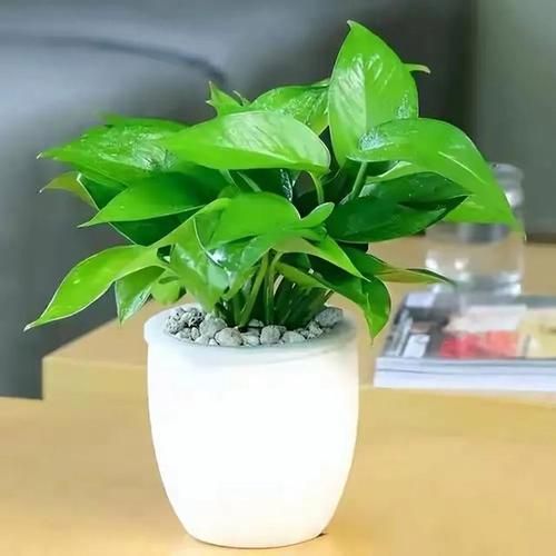 双鱼座幸运植物有哪些_如何养护才能提升运势