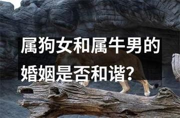 属狗狮子男属牛双子女配对吗_如何相处更长久