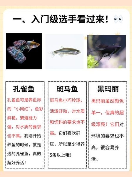 焱双鱼是什么_焱双鱼写作技巧