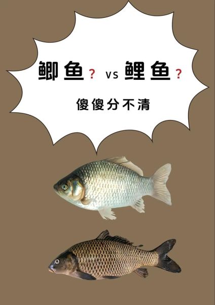 硬双鱼是什么_硬双鱼和普通双鱼区别