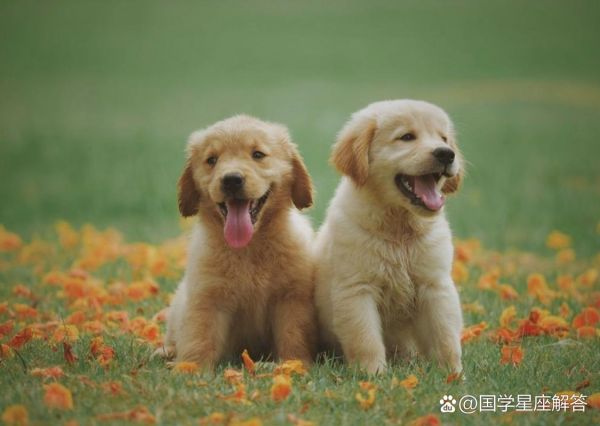 天蝎座的狗性格特点_天蝎座的狗适合什么主人